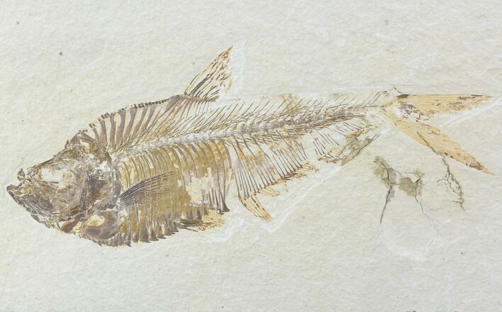 Bargain, Diplomystus Fossil Fish - Wyoming #88541